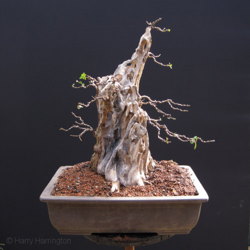 Large Privet Bonsai repotting